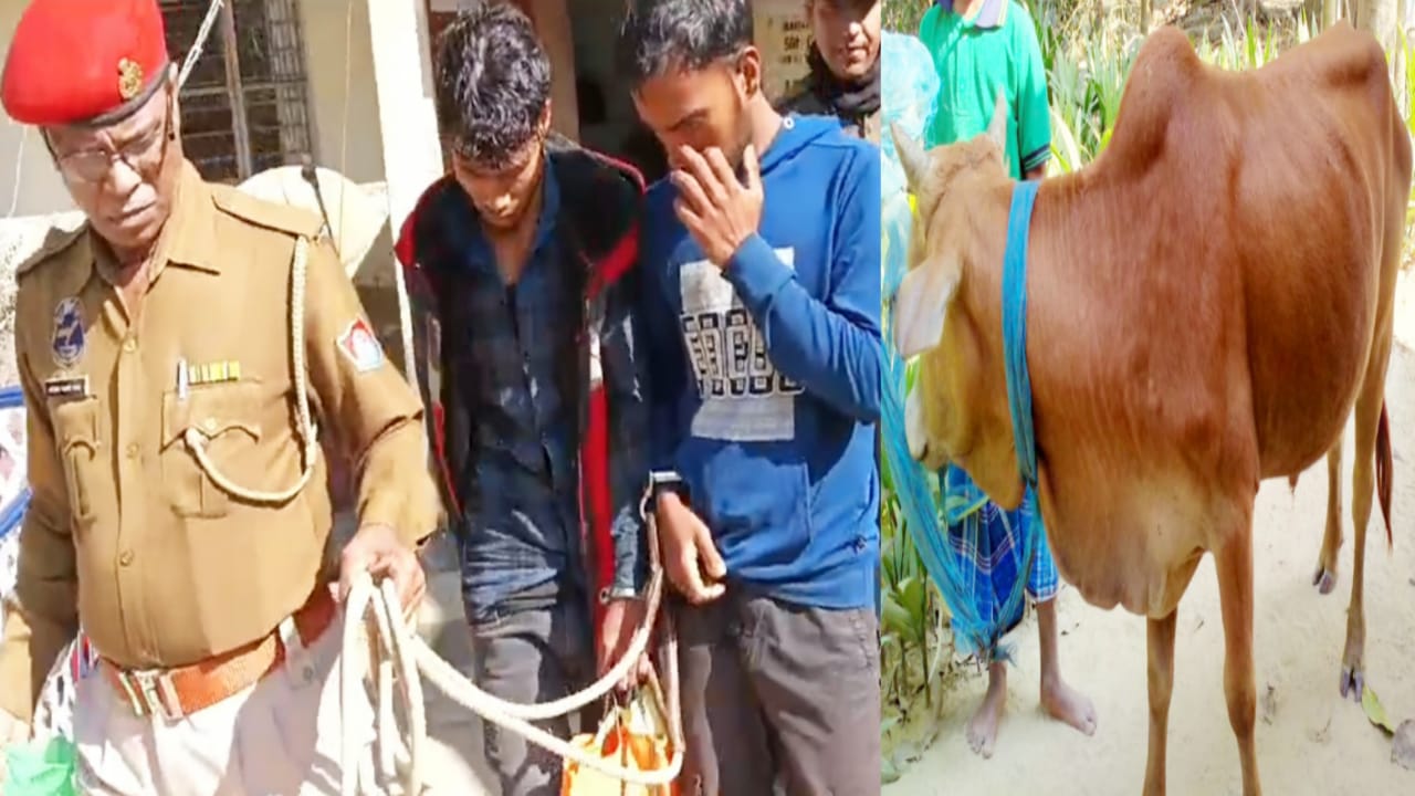 ষাঁড় চুরির পরিকল্পনা ভেস্তে দিল কালিবাড়ি পুলিশ, গ্রেফতার ২
