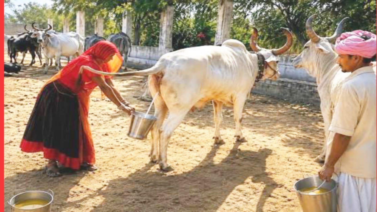 গোমূত্রে মিলবে লক্ষ্মী? লিটারপ্রতি ১০ টাকায় সংগ্রহের ধামাকা স্কিম উত্তরপ্রদেশে, রাজনৈতিক চর্চা তুঙ্গে