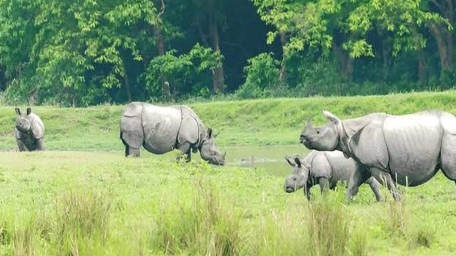 উত্তর-পূর্ব ভারতের পরিবর্তিত জলবায়ু ও বৃষ্টিপাতের প্রবণতা কীভাবে কাজিরাঙার প্রাকৃতিক অস্তিত্বকে প্রশ্নবিদ্ধ করছে