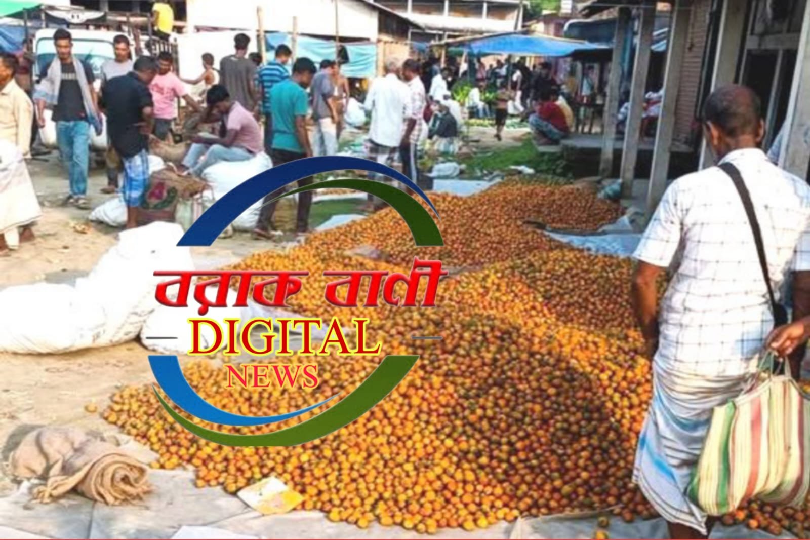 দুর্গাপুজোর প্রাক্কালে বরাকের গ্রামীণ অর্থনীতি সিন্ডিকেটের খপ্পরে পড়ে তলানিতে পাকা সুপারির দাম, মাথায় হাত কৃষকদের